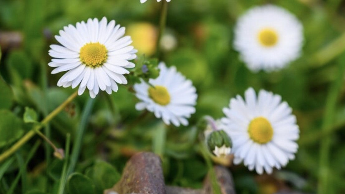 Gänseblümchen Hydrolat